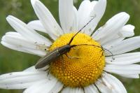 Agapanthia cardui