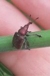 Rhynchites auratus