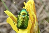 Cryptocephalus