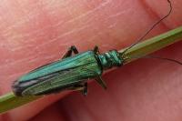 Oedemera nobilis