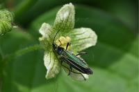 Oedemera nobilis