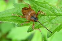 Curculio glandium