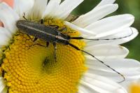 Agapanthia cardui