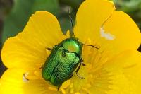 Cryptocephalus