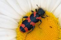Trichodes alvearius