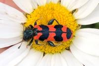Trichodes alvearius