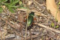 Carabus auratus