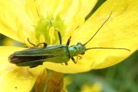 Oedemera nobilis