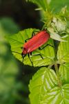 Pyrochroa coccinea