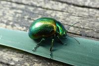 Chrysolina graminis