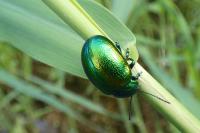 Chrysolina graminis