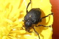 Mononychus punctumalbum