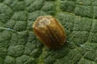 Hypocassida subferruginea