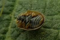 Hypocassida subferruginea