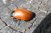 Chrysomela