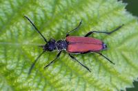 Anastrangalia dubia