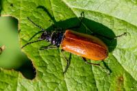 Omophlus lepturoides