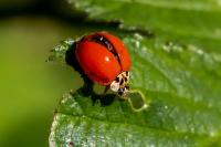 Harmonia axyridis
