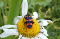 Trichodes alvearius