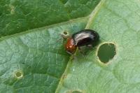 Podagrica fuscipes