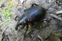 Liparus coronatus