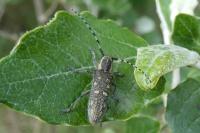 Saperda populnea