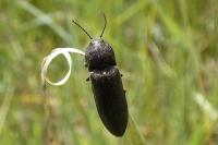 Cidnopus pilosus