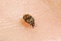 Anthrenus verbasci