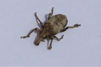 Cleonis pigra