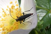 Rutpela nigra