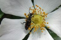 Anoplodera sexguttata