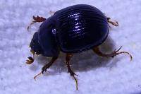 Odonteus armiger