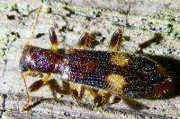 Opilo mollis