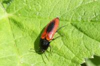 Ampedus sanguinolentus