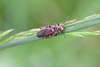 Cantharis rustica