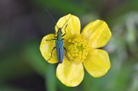Oedemera nobilis
