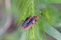 Cantharis rustica