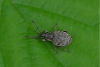 Peritelus sphaeroides