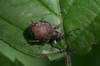 Peritelus sphaeroides
