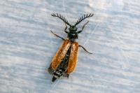 Drilus flavescens
