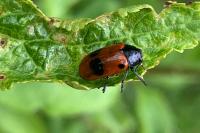 Clytra laeviuscula