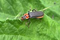 Cantharis fusca