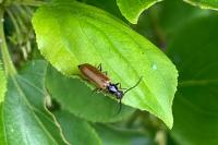 Rhagonycha nigriventris