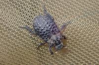 Trox perlatus
