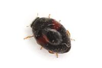 Scymnus