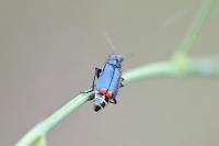 Malachius bipustulatus