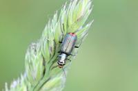 Malachius bipustulatus