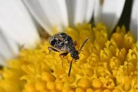 Bruchidius bimaculatus