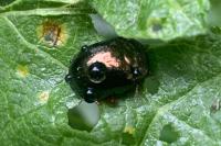 Chrysolina bankii