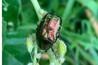 Cetonia aurata
